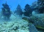 Hawaii Scuba divng 39