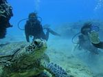 Hawaii Scuba divng 41