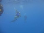 Hawaii Scuba divng 10