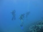 Hawaii Scuba divng 29