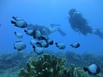 Hawaii Scuba divng 64