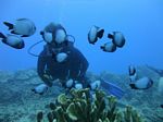 Hawaii Scuba divng 66