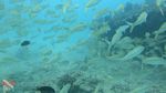 Honolulu scuba 13