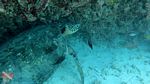 Honolulu scuba 14