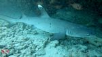 Honolulu scuba 16