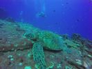 Hawaii Scuba divng 42