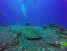 Hawaii Scuba divng 46