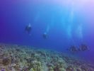 Hawaii Scuba divng 66