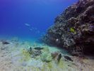 Hawaii Scuba divng 83