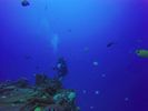 Hawaii Scuba divng 44