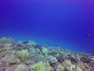 Hawaii Scuba divng 69