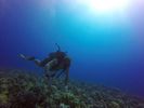 Hawaii Scuba divng 73