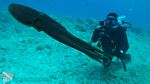 Hawaii Scuba divng 39