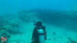 Hawaii Scuba divng 42