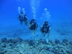 Hawaii Scuba divng 23