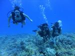 Hawaii Scuba divng 24