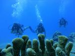 Hawaii Scuba divng 25