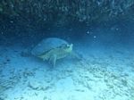 Hawaii Scuba divng 37