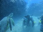 Hawaii Scuba divng 42