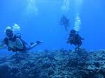 Hawaii Scuba divng 49