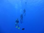 Hawaii Scuba divng 08