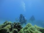 Hawaii Scuba divng 16