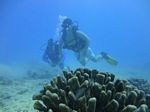 Hawaii Scuba divng 22