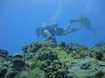 Hawaii Scuba divng 29