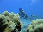 Hawaii Scuba divng 42