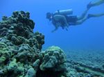 Hawaii Scuba divng 71