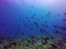 Hawaii Scuba divng 36