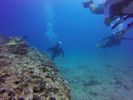 Hawaii Scuba divng 65