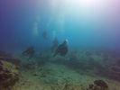 Hawaii Scuba divng 29