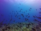 Hawaii Scuba divng 36