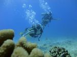 Hawaii Scuba divng 22