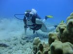 Hawaii Scuba divng 23