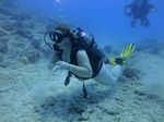 Hawaii Scuba divng 26