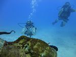 Hawaii Scuba divng 37