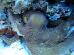 Hawaii Scuba divng 46