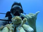 Hawaii Scuba divng 68