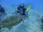 Hawaii Scuba divng 78