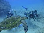 Hawaii Scuba divng 79