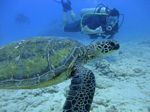 Hawaii Scuba divng 81