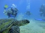 Hawaii Scuba divng 83