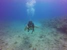 Hawaii Scuba divng 16