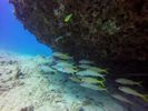 Hawaii Scuba divng 54