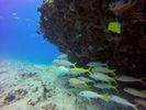 Hawaii Scuba divng 56