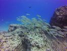 Hawaii Scuba divng 57