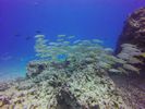 Hawaii Scuba divng 58