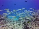 Hawaii Scuba divng 59